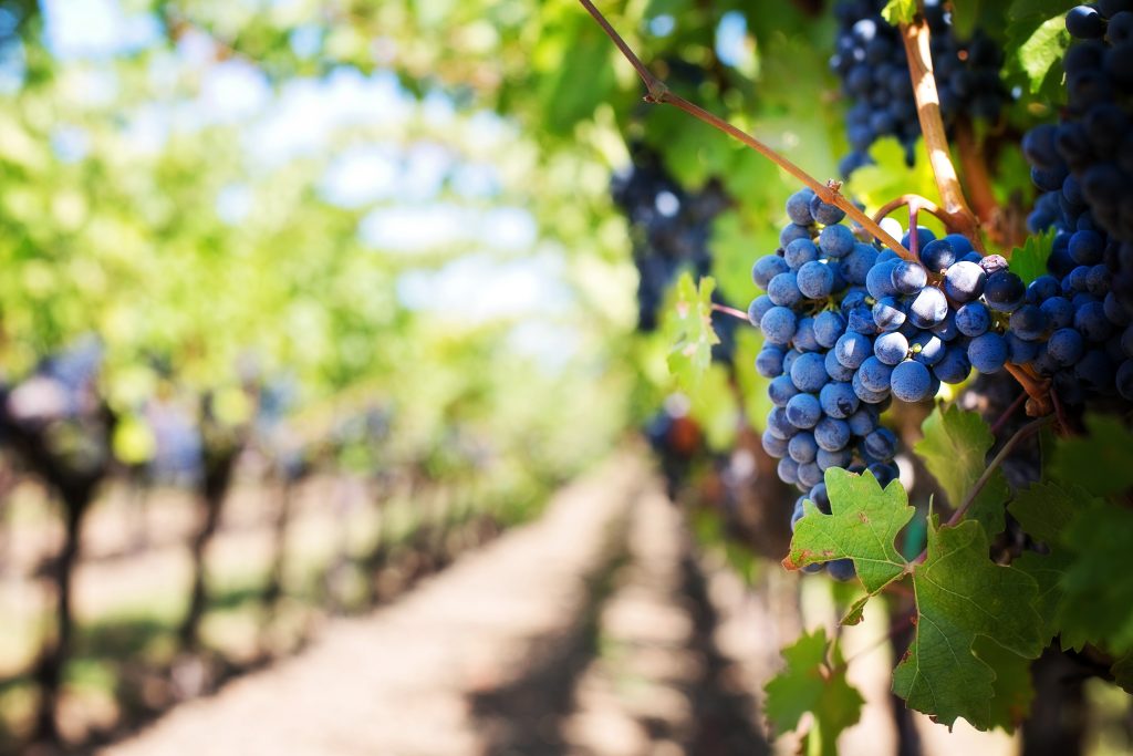Sedona wineries